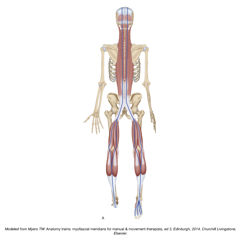 Superficial Back Line Myofascial Meridian. Permission: Dr. Joe Muscolino.